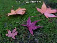 -城崎温泉 外七汤