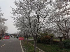 -天王浮山樱花园