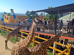 -西霞口神雕山野生动物世界