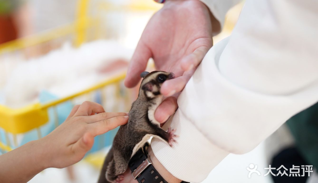 毛孩子控的福音来了