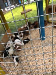 -萌宠亲子动物乐园(槐房万达店)