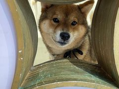 -柴务处·柴犬主题狗咖