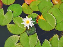-野鸭湖国家湿地公园