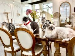-共舞时光猫咖·狗咖(新街口店)