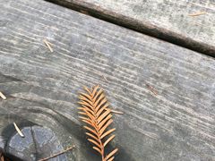 -合肥滨湖国家森林公园