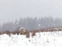 -硗碛藏寨·神木垒景区