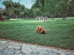 -泰丰公园
