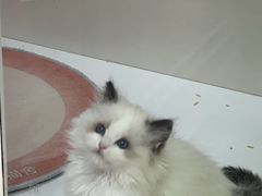 -青奢宠物·青奢猫舍