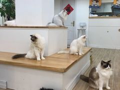 -李小姐の猫咖啡馆(五角场店)
