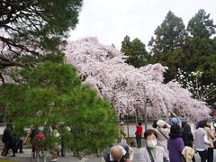 -醍醐寺