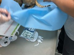 -纳吉亚猫专科动物诊疗中心(蒋宅口分院)