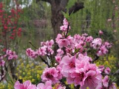 -南汇桃花村