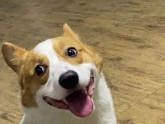 -宠福鑫康馨动物医院·骨科·眼科