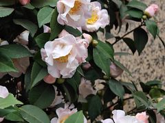 -成都市活水公园