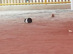 -万源龙顺度假庄园生态观光园