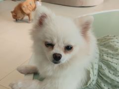 -怪兽屋·羊驼·猫咖·狗咖(俊华广场店)