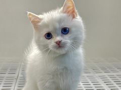 -lincat·猫舍(广州店)