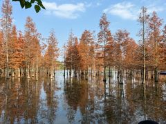 -白鹭湾湿地公园
