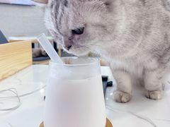 -喵园·猫主题咖啡厅·撸猫·猫咖(国贸店)
