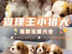 -萌宠之家·腊肠犬·马尔泰·小体犬舍