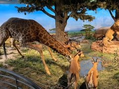 -国家自然博物馆