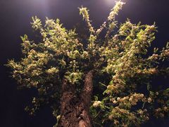 -北京大学百年讲堂