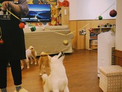 -豆柴町-柴犬主题狗咖(红鼎国际C座店)