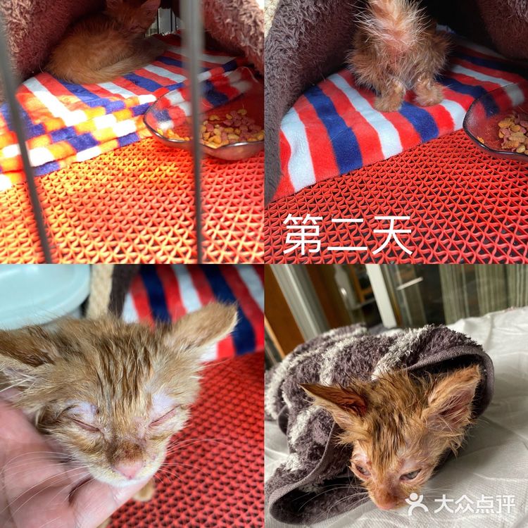 免费领养满月小橘猫，仅限北京！