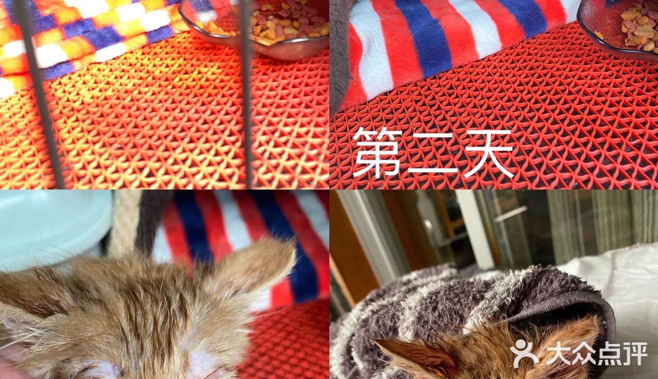 免费领养满月小橘猫，仅限北京！
