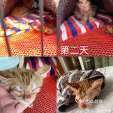 免费领养满月小橘猫，仅限北京！