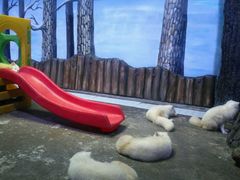 -芜湖新华联大白鲸海洋公园