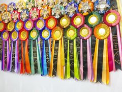 -青奢宠物·青奢猫舍