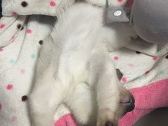 -伟伟宠物医院·瑞派猫友好医院·猫科(光谷店)