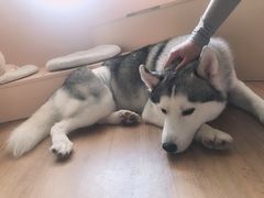 -Husky Go! 哈士奇体验馆·宠物咖啡厅狗咖