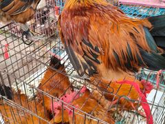 -鲁豫饭店(中原大道店)