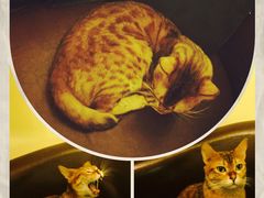 -猫色咖啡·猫咖
