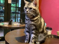 -猫色咖啡·猫咖