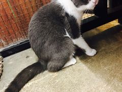 -猫咪博物馆(顶澳仔猫街店)