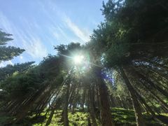 -铁山坪森林公园