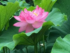 -陈家山荷花公园