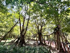 -中国科学院西双版纳热带植物园