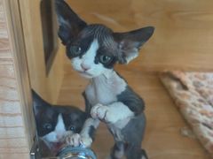-山宅一喵德文卷毛猫舍