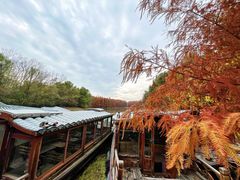 -上海海湾国家森林公园