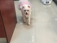 -艾贝尔宠物诊疗