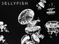 -多彩贵州城极地海洋世界