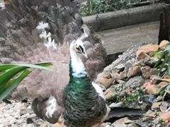 -瑞丽独树成林风景区