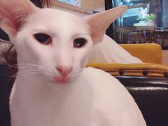 -猫小院猫主题咖啡厅(北锣店)