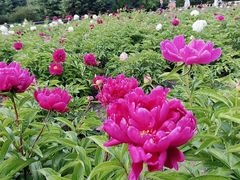 -黑龙江省森林植物园