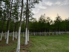 -滨湖塘西河公园