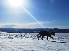 -塞罕坝国家级自然保护区